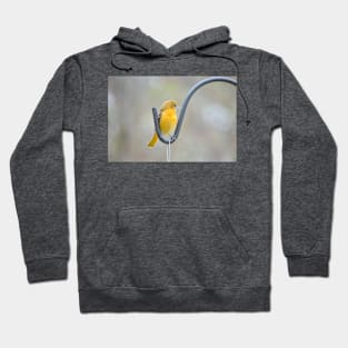 Young Oriole Hoodie